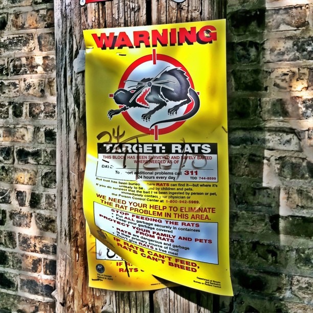 2013_3_13_rats.jpg