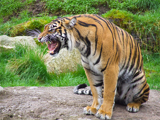 04_11_2011_tiger.jpg