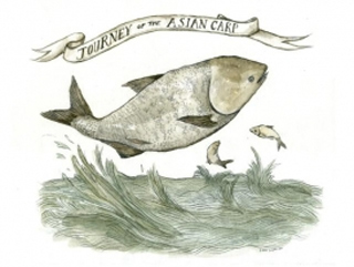 10_2_2010_JourneyoftheAsianCarp.jpg
