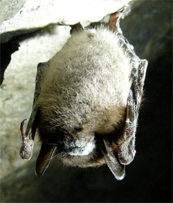 2010_05_whitenosesyndromebat.jpg