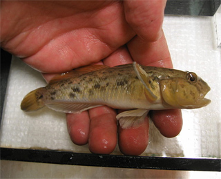 2010_11_28_RoundGoby.jpg