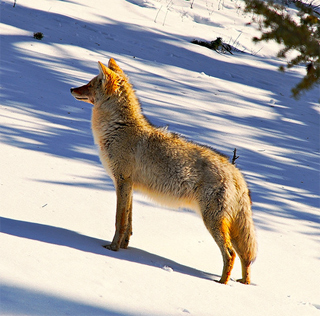2010_12_18_coyote.jpg