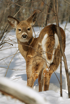 2011_02_26---deerbutt.jpg