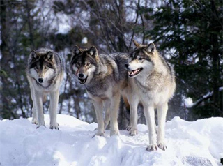 2011_04_16_wolves.jpg