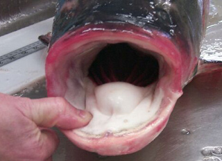 2011_07_09_AsianCarpMouth.jpg