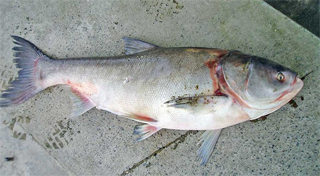 2011_07_24_deadsilvercarp.jpg