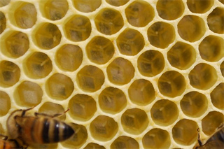 2011_07_30_honeycomb.jpg