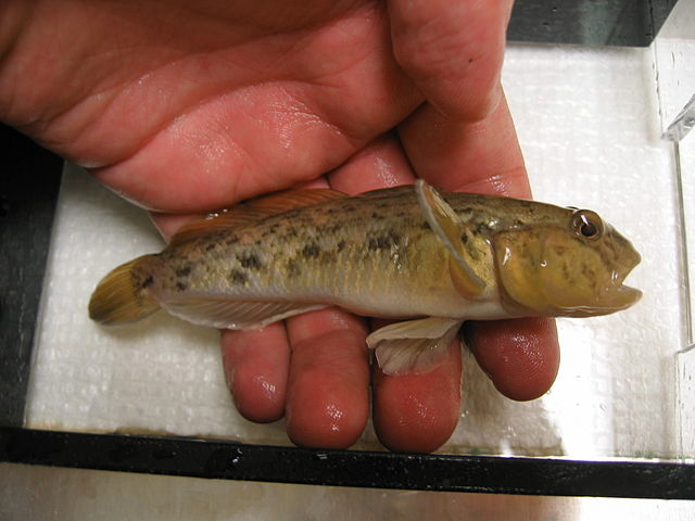 2011_12_31_roundgoby.jpg