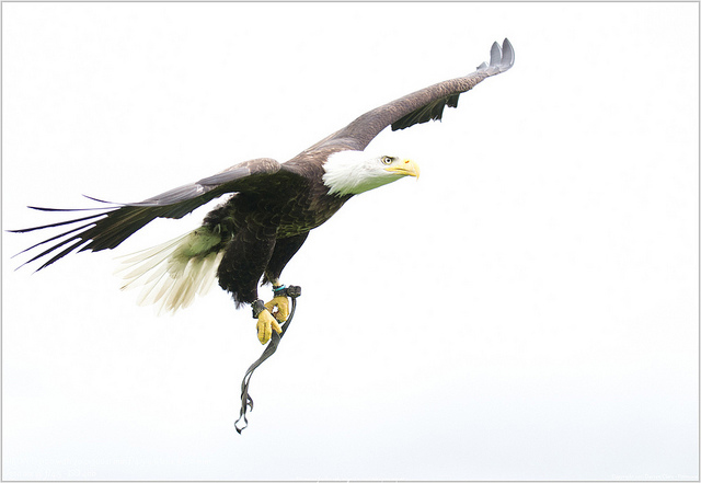 2012_03_04_baldeagle.jpg
