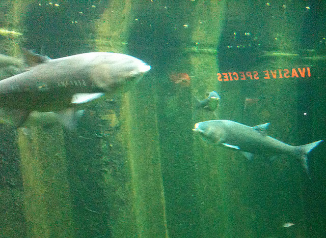 2012_05_05_AsianCarp-InvasiveSpecies.jpg