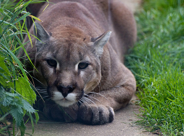 2012_06_21_CougarPounce.jpg