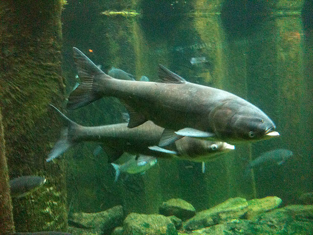 2012_06_30_AsianCarp.jpg