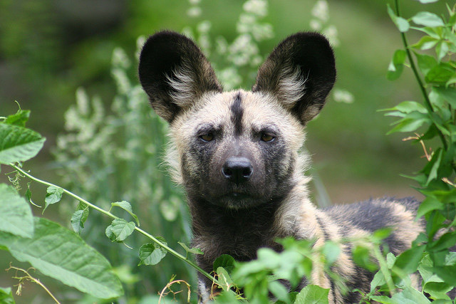 2012_12_2_AfricanWildDog.jpg