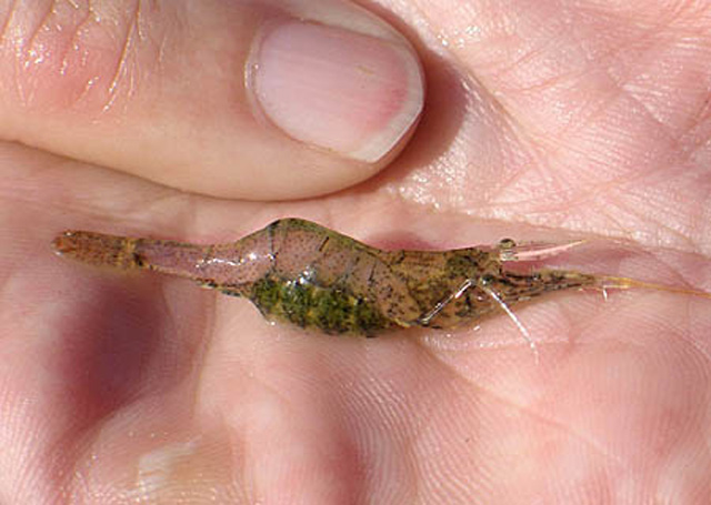 2013_02_02_DesPlainesRiverShrimp.jpg