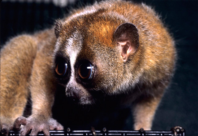 2014_04_08_SlowLoris.jpg