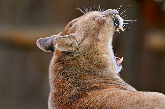 2014_05_31_cougar.jpg