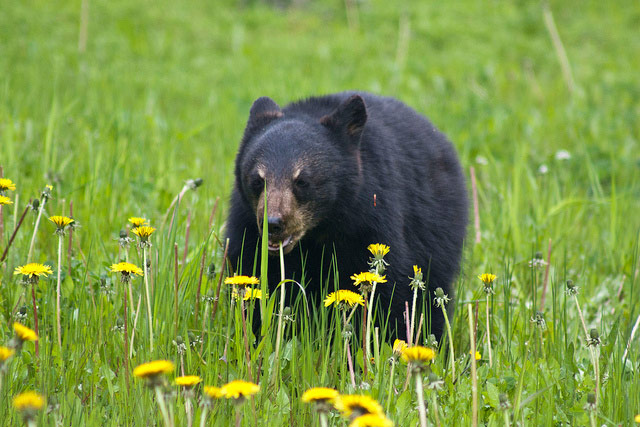 2014_08_24_blackbearcub.jpg