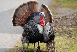 08_2010_wild_turkey.jpg