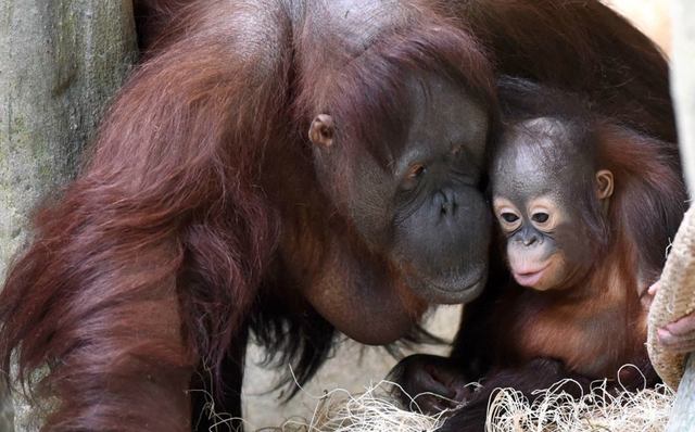 2awwwrangutan15.jpg