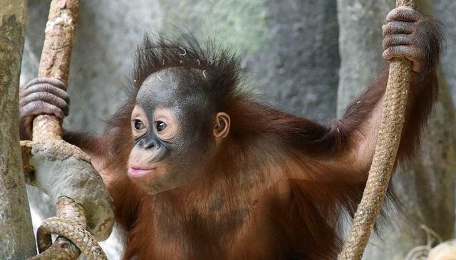3awwwrangutan15.jpg