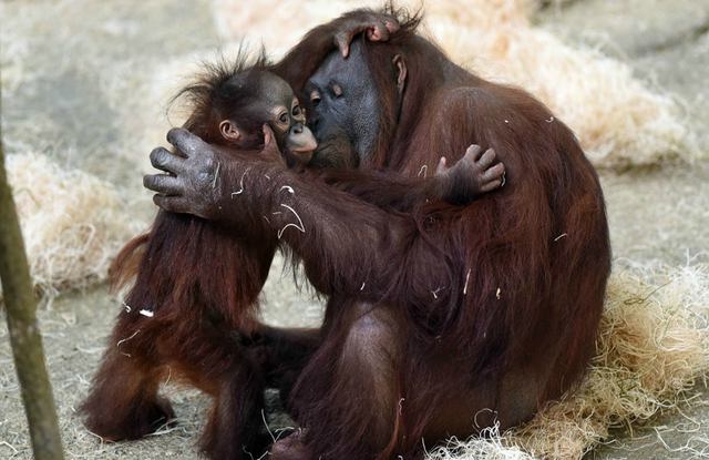 awwwrangutan15.jpg