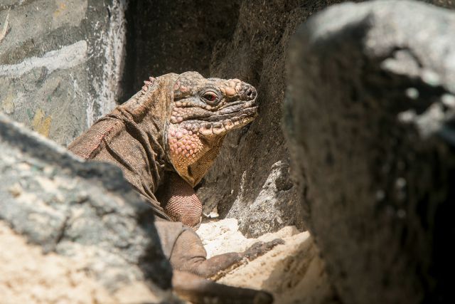 2015_08_iguana.jpg