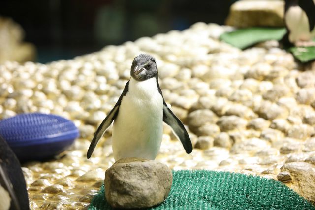 2015_penguin2.jpg