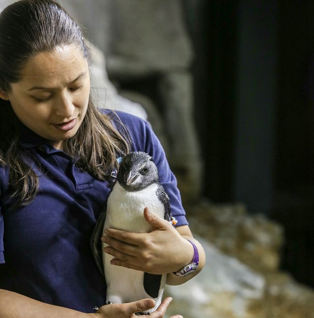 2015_penguin3.jpg