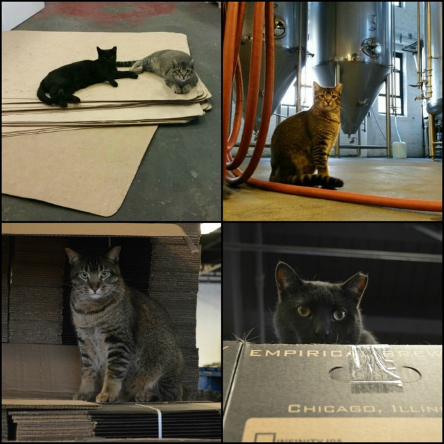 2016_brewerycats.jpg