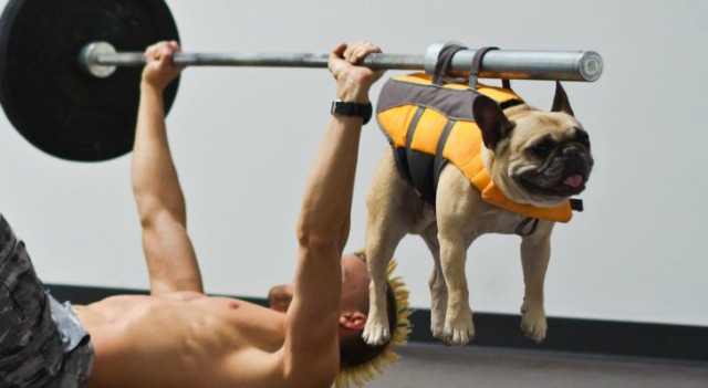2016_doglift.jpg