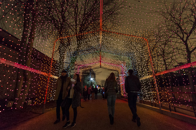 fb54846bfzoolights-14-jpg-mobile.jpeg