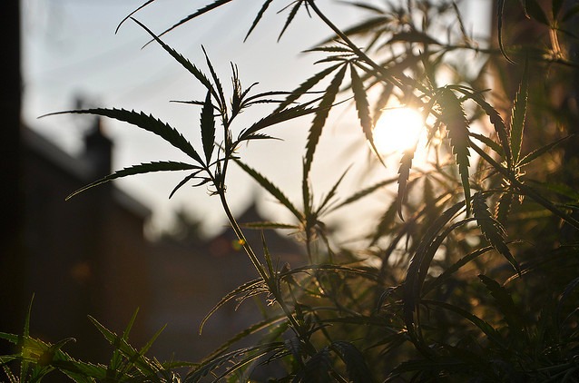 pot.jpg