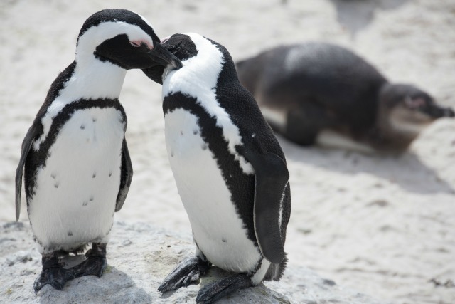 Penguins.jpg