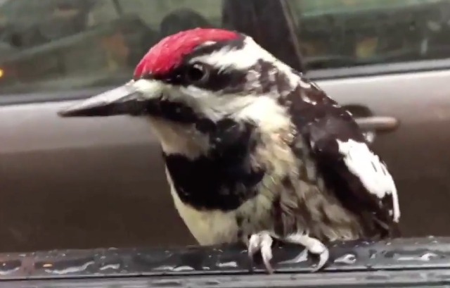 woodpecker.jpg