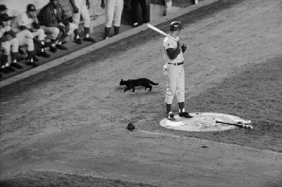 2008_09_santo_blackcat.gif