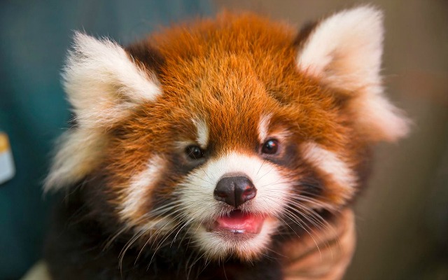 addison_red_panda.jpg