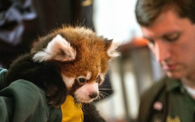 red_panda_lp_zoo.jpg