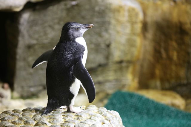shedd_penguin.jpg