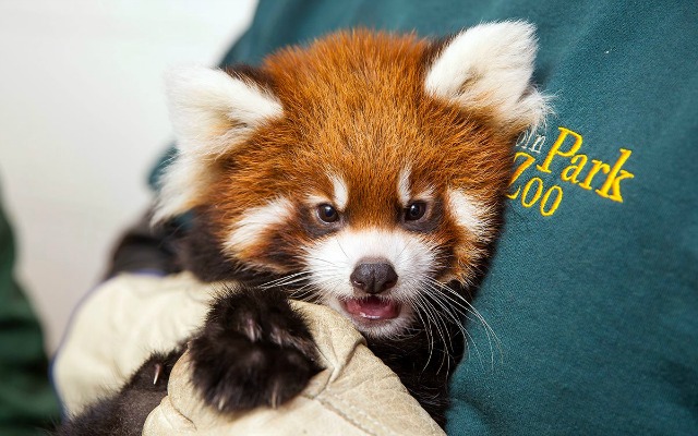 zoo_red_panda.jpg