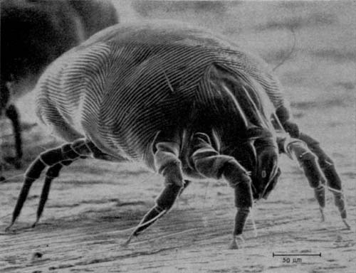 dads_dust_mite.jpg
