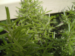 2007_07_gardenist_rosemary.jpg