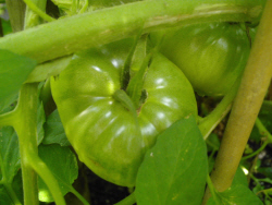 2007_07_gardenist_tomatoes.jpg