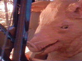 2007_07_pig_in_truck.jpg