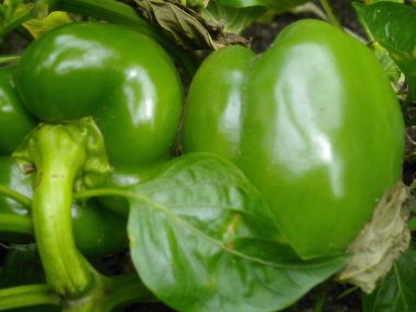 2007_08_gardenist_peppers.jpg