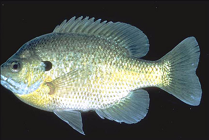 2007_11_bream.jpg