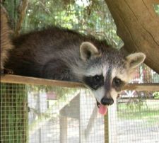 2008_01_raccoon.jpg
