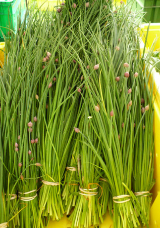 2009_05_06-GCM-chives.jpg