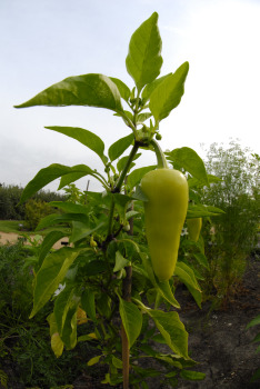 2009_08_peppers.jpg