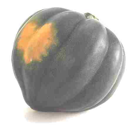 2009_10_acorn_squash.jpg