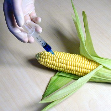 2009_11_gmocorn.jpg